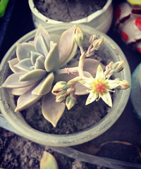 �����ˣ���̨���䳤��һ��Ұ����ʲôƷ�֣�