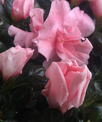 �⼸�컨��ή�ˣ���ѯ�˻��ѣ���֪����ȱˮ