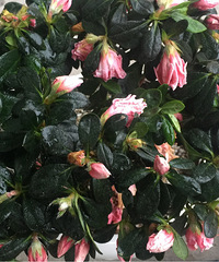 �⼸�컨��ή�ˣ���ѯ�˻��ѣ���֪����ȱˮ