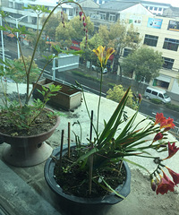 ����Ļ�����