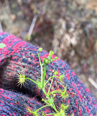 ���쵽�ˣ���ɽ�Ķž����ݮ