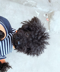 �����´����ղŶ���һ����ɫ̩��