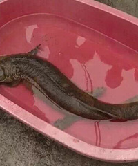 ̨�����Ӻ��﷢�ֱ���