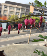 �ɰ�ĵ������