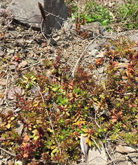 Ұ������