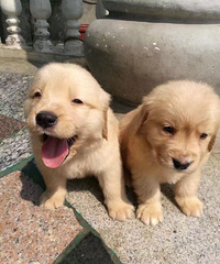 �������ؼ���С��ë��ʼ������