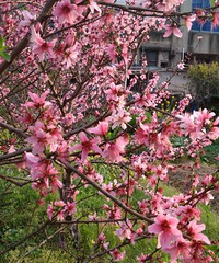 ŷ�ж���Ĺ�԰�׸���ô��������ÿƽ1��5�����