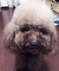 �ؽ�����5000ԪѰ�Ҷ�ʧ��̩�Ϲ���