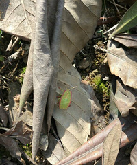 ������ֽƬ������ʲô���棿