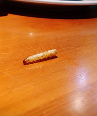 ������ô��һ�Ҳ͹���ͷ��Ȼ�Գ�����