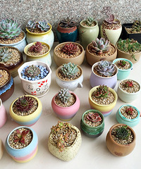 �Ҽҵ�С��԰