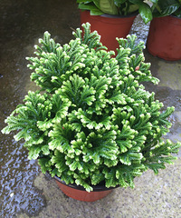 ����˭�ܽ�������