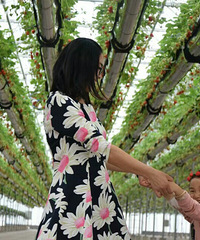 妈妈 草莓长到天花板上啦