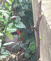 �ٷ�һ�λ����оͷ���