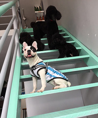 �ڰ׻�����ĸ ���Ϲ�(��̨�ݵ���)