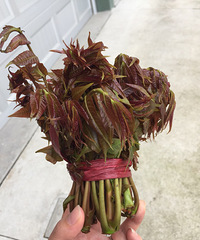 "第二次在菜市场看到香椿,很好奇究竟是什么味道"