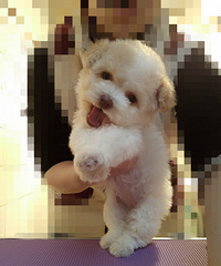 ��������̩�Ϲ��