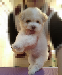 ��������̩�Ϲ��