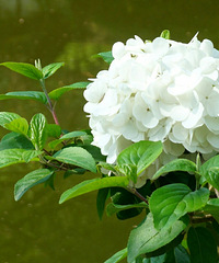 ���ͽ�ҡ����ַ�Դ���ܣ��������򷿵��˶�������Ӵ