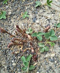 ����ʲôֲ�