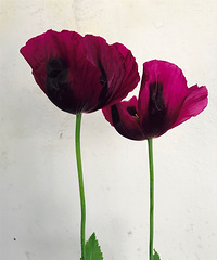 �����๤����MM �Ҹ��������Ż򽷽���