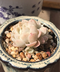 ���ں���ļ�ֵ��ϲ����ı���