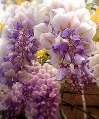 ���޴���