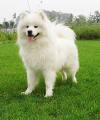 ��ʹ�ͼ�ת������Ħ