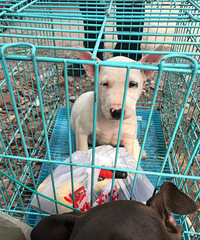 ���չ���