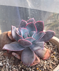 �㺮���ĳɳ����