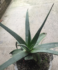 ��Ϊʲô������ѿ