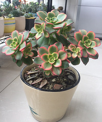 ������޵�