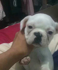 ����������Ҽҵ�ţţ