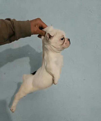 ����������Ҽҵ�ţţ