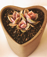 �Ҽҵ�����