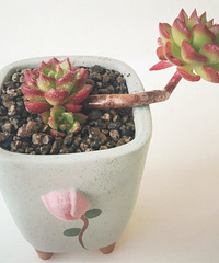 �Ҽҵ�����