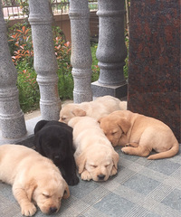 ̨�ݽ�������һ������������Ȯ����Ԥ��