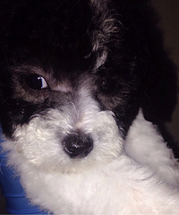 ������Ʒ�Ұ׻��󣬻ҹ����¼�