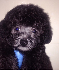 ������Ʒ�Ұ׻��󣬻ҹ����¼�