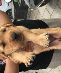 ���ִ�ͷ��ë����