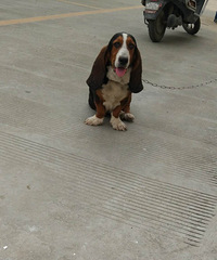 4��17�����϶�ʧһֻ����