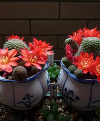 ����һ�£�����������տ��Ļ���