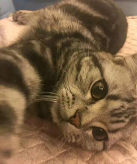 ���� ��è ���� С��������ǿ�������