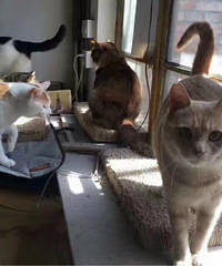 ���� ��è ���� С��������ǿ�������