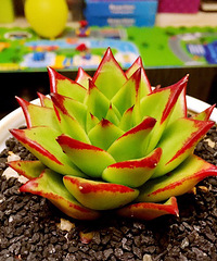 �°ܵ��⣨�����ޣ��ں죩