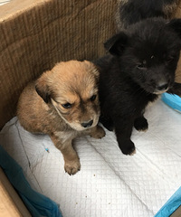 ����С�����а�����ʿ�������