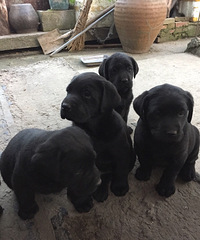 ��������������Ȯ����