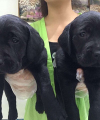 ��������������Ȯ����