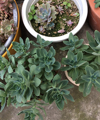 ���⼰�����ݲ�