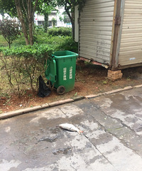 "厉害了,垃圾桶里蹦出一条大鲤鱼"